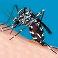 Aedes albopictus