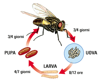 schema ciclo mosca