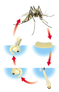 Ciclo zanzara